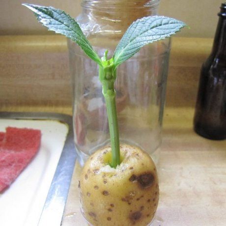 как вырастить розу в картошке из черенка